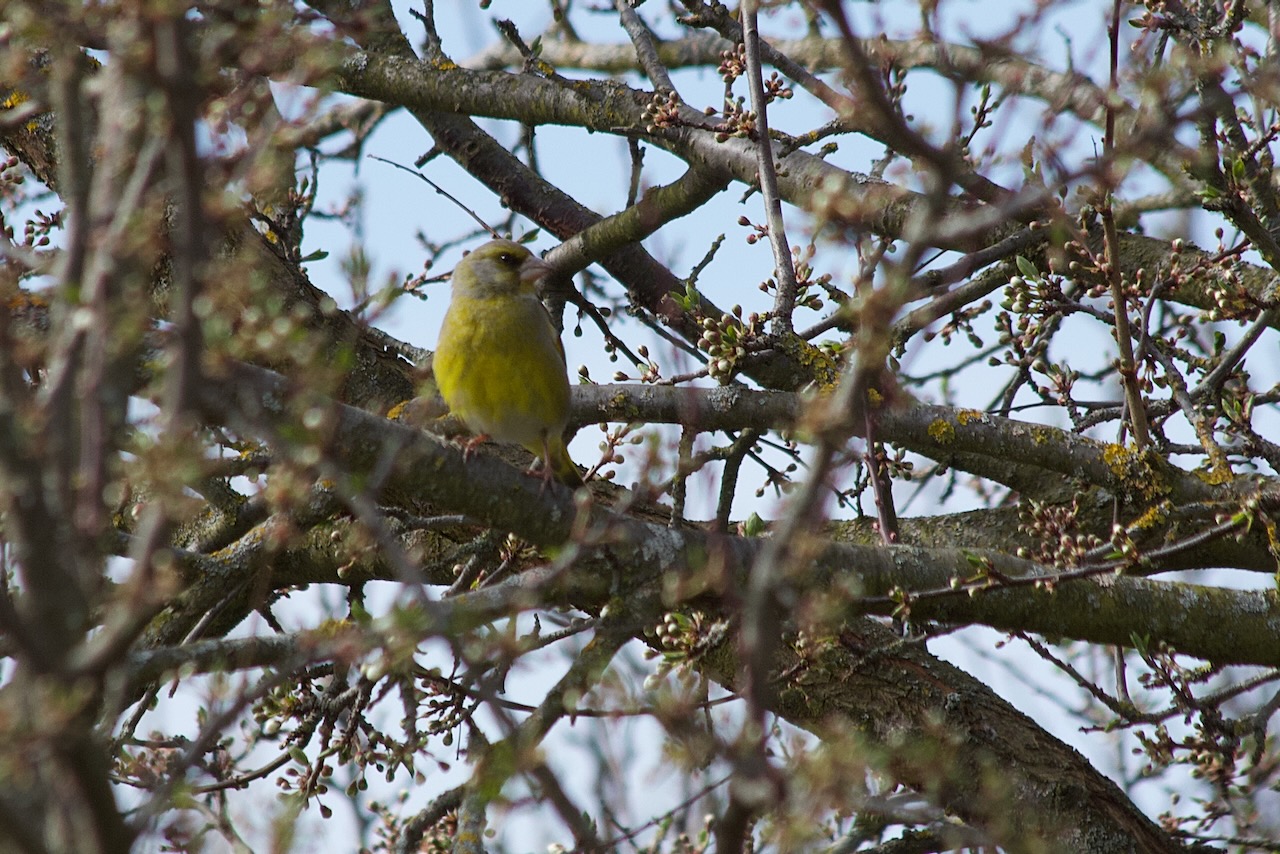 Birdwatching v Albánii background